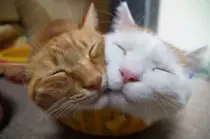 CatImages/cat131.png
