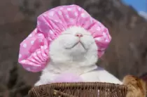 CatImages/cat132.png
