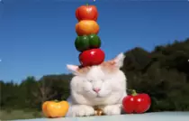 CatImages/cat133.png