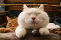 CatImages/cat134.png