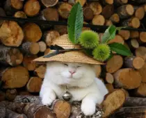 CatImages/cat135.png