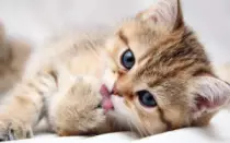 CatImages/cat15.png