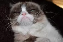 CatImages/cat16.png