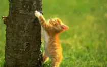 CatImages/cat18.png