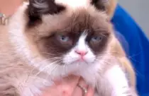 CatImages/cat19.png