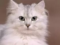 CatImages/cat20.png