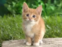 CatImages/cat67.png