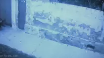 ForMuriel1.gif