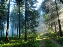 Sun-rays-in-forest.jpg