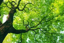 depositphotos_10580418-Mighty-tree-with-green-leaves.jpg