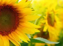 depositphotos_18666385-Sunflowers.jpg