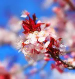 depositphotos_5387058-Cherry-tree-blossom.jpg