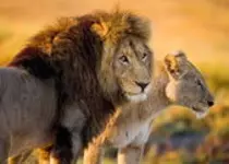 depositphotos_67813123-Two-young-lions-in-the-savanna..jpg