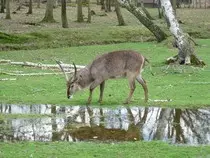 impala-1381797.jpg