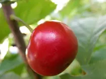 red-red-cherry-1546355.jpg
