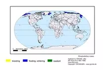 maps/Rrosea_s.jpg