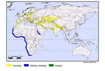 maps/Salbifro_s.jpg