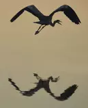 birdThreeWeb.jpg