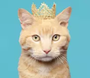 cat.png