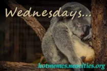 memes/wednesday-koala.png