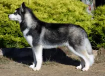 husky.jpg