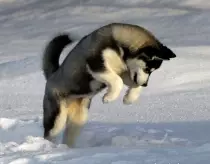husky0.jpg