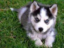husky1.jpg