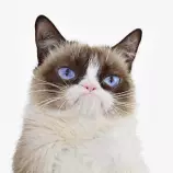 img/grumpycat.jpg