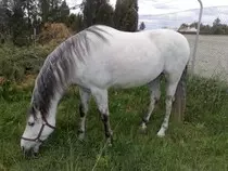 caballo.jpg