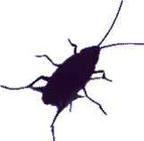 bug.gif