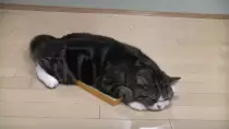 story/catwaggingtail.gif