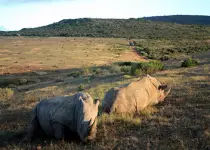 Images/South_africa_Rhino_sun2_thumbnail.jpg