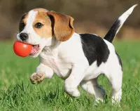 imagen/perro_prueba.jpg