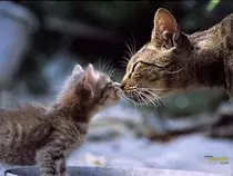 cat.jpg
