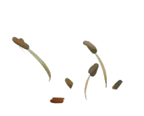 nest/cattails.png