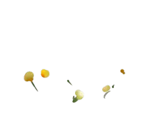 nest/dandelions.png