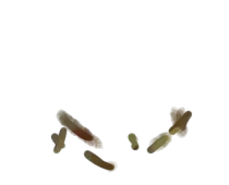 nest/twigs.png