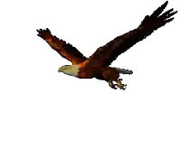 img/gifs/eagles-1.gif