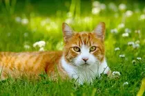 orange-cat.jpg