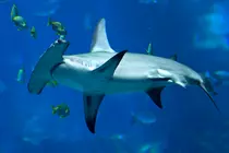 fullaccess/species/great hammer head/pictures/greathammerheadshark1.png