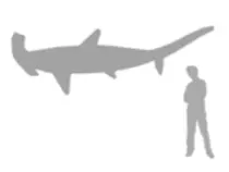 fullaccess/species/great hammer head/pictures/greathammerheadsize.gif