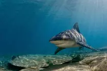 pictures/bullshark1.jpg