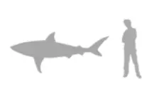 pictures/bullsharksize.gif