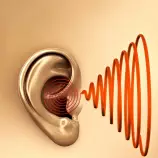 images/Ear1.jpg