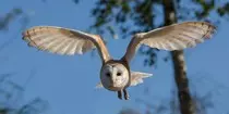 images/barn-owl-1.jpg