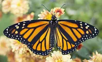 images/butterfly.jpg