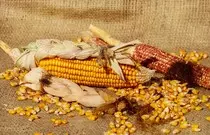 images/corn-1725636_960_720.jpg