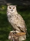 images/eagle-owl-2.jpg