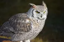 images/snowy-owl-3.jpg