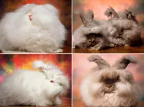 posts/pics/bunny-combo.jpg